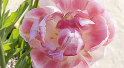 Pink Double Tulip
